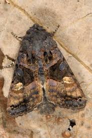 Attēlu rezultāti vaicājumam “Euplexia lucipara”