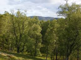Attēlu rezultāti vaicājumam “Betula pubescens”
