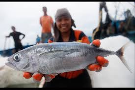 Image result for Thunnus albacares