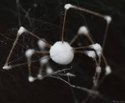 Attēlu rezultāti vaicājumam “Torrubiella arachnophila”