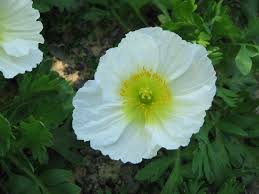 Image result for Alpenmohn