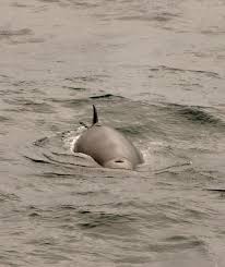 Image result for Hyperoodon ampullatus