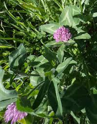 Attēlu rezultāti vaicājumam “Trifolium pratense”