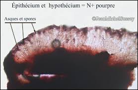 Attēlu rezultāti vaicājumam “Megalaria grossa”