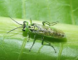 Attēlu rezultāti vaicājumam “Rhogogaster viridis”