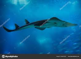 Image result for Rhynchobatus djiddensis