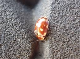 Attēlu rezultāti vaicājumam “Myrrha octodecimguttata”