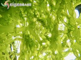 Attēlu rezultāti vaicājumam “Enteromorpha sp.”