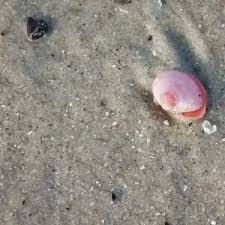 Attēlu rezultāti vaicājumam “Macoma baltica”