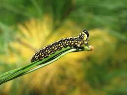 Attēlu rezultāti vaicājumam “Diprionidae”