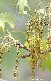 Attēlu rezultāti vaicājumam “Quercus rubra flower”