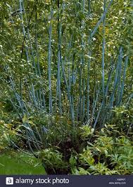 Attēlu rezultāti vaicājumam “Salix daphnoides”