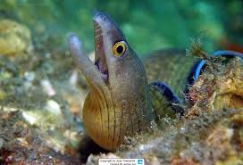 Image result for Gymnothorax vicinus