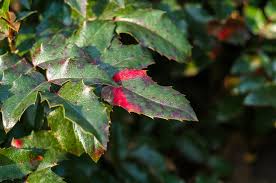 Attēlu rezultāti vaicājumam “Mahonia aquifolium leaf”
