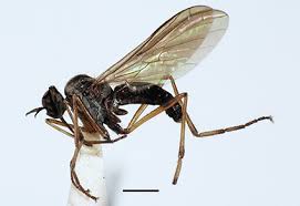 Attēlu rezultāti vaicājumam “Empididae”