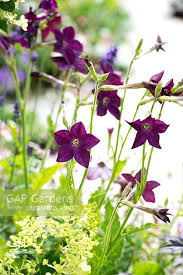 Image result for Nicotiana x sanderae `Perfume`F1