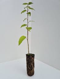 Attēlu rezultāti vaicājumam “Populus tremula”