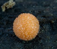 Attēlu rezultāti vaicājumam “Lycogala confusum macro”