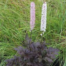 Image result for Silberkerze