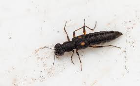 Billedresultat for rovbille