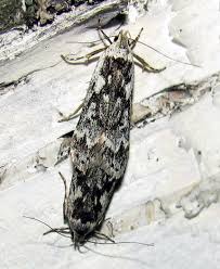 Attēlu rezultāti vaicājumam “Gelechia jakovlevi”