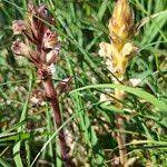 Attēlu rezultāti vaicājumam “Orobanche reticulata flower”
