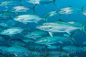 Image result for Seriola dumerili