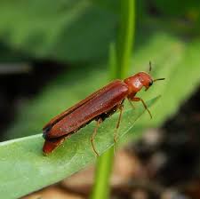 Attēlu rezultāti vaicājumam “Hylecoetus dermestoides male”
