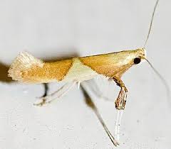 Attēlu rezultāti vaicājumam “Caloptilia alchimiella”