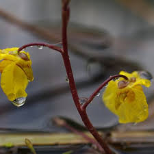 Attēlu rezultāti vaicājumam “Utricularia x neglecta”