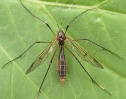 Attēlu rezultāti vaicājumam “Ptychoptera sp.”