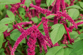 Image result for Fuchsschwanz