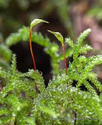 Attēlu rezultāti vaicājumam “Eurhynchiastrum pulchellum”