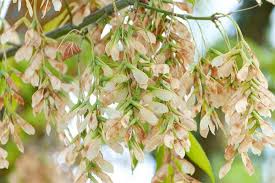 Attēlu rezultāti vaicājumam “Fraxinus excelsior flower”