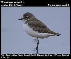 Image result for Charadrius mongolus