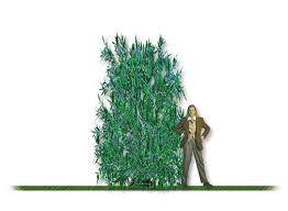 Attēlu rezultāti vaicājumam “Salix rosmarinifolia”