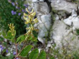 Attēlu rezultāti vaicājumam “Astragalus glycyphyllos flower”