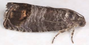 Attēlu rezultāti vaicājumam “Cydia pomonella”