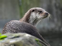 Attēlu rezultāti vaicājumam “Lutra lutra”