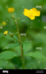 Attēlu rezultāti vaicājumam “Ranunculus lanuginosus bud”