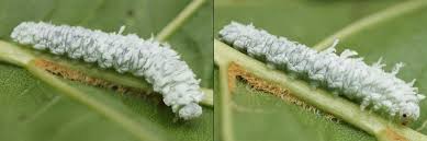 Attēlu rezultāti vaicājumam “Eriocampa ovata”