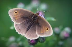 Attēlu rezultāti vaicājumam “Maniola jurtina male”