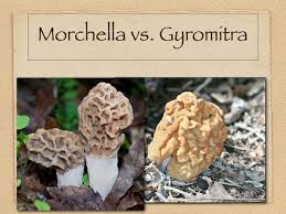 Attēlu rezultāti vaicājumam “Gyromitra esculenta”