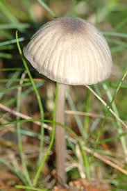 Attēlu rezultāti vaicājumam “Mycena stipata”