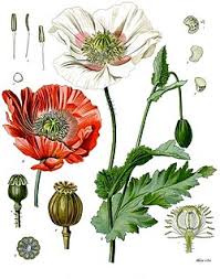 Attēlu rezultāti vaicājumam “Papaveraceae”