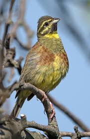 Image result for Emberiza cirlus