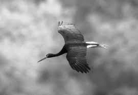 Attēlu rezultāti vaicājumam “Ciconia ciconia adult”