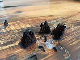 Attēlu rezultāti vaicājumam “Stemonitopsis aequalis var. microspora stalked”