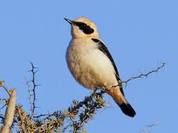 Image result for Oenanthe hispanica