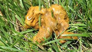 Image result for cestoda excrement dog